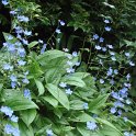 Omphalodes verna fleur